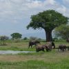 Exploring the Wonders of Tanzania Safari: A Comprehensive Guide