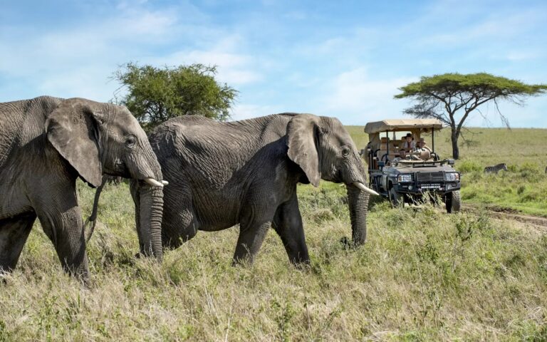 How to Book the Perfect Tanzania Safari Holiday