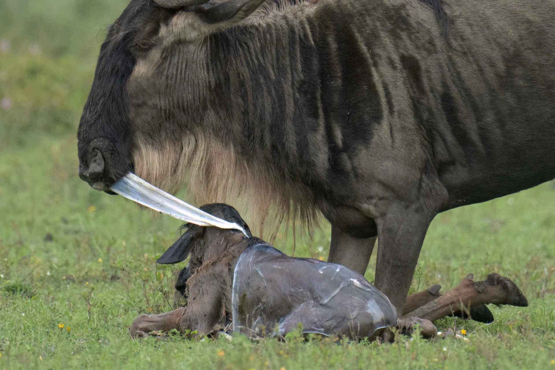 Ndutu Calving Season