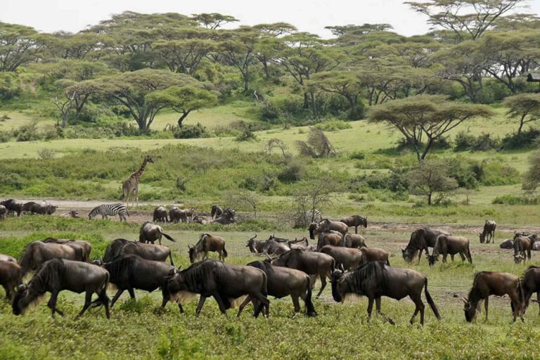 Ndutu Calving Season