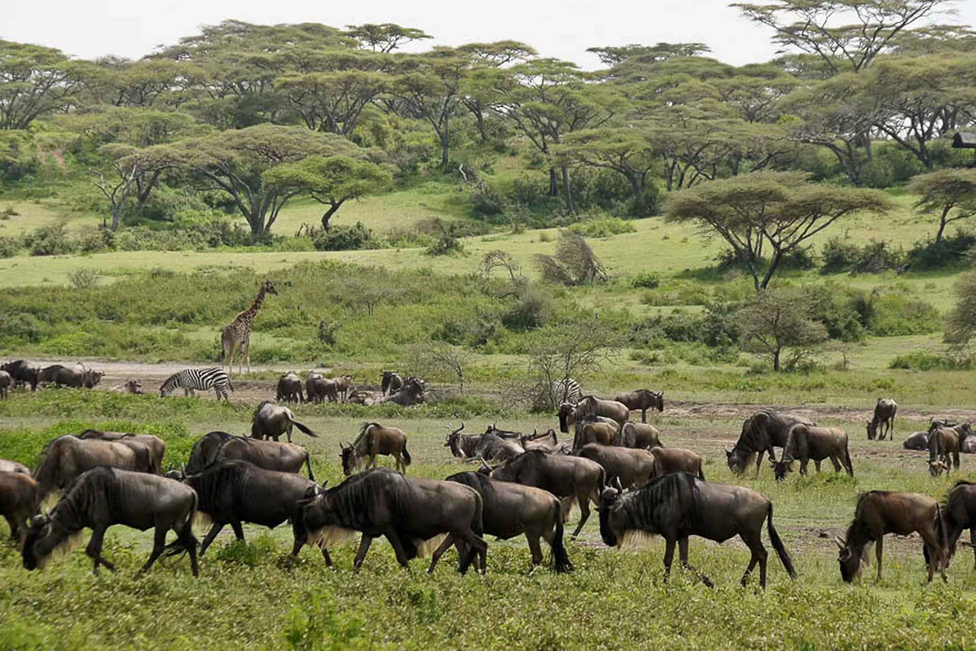 Ndutu Calving Season