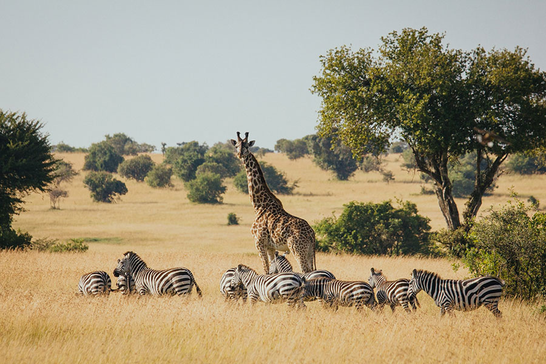 Tailor-made Tanzania safari itinerary with private safari vehicle in Serengeti