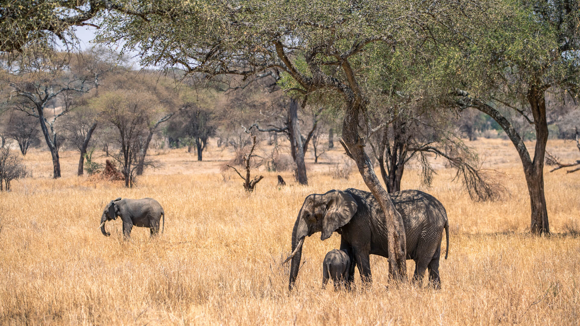 How Many Days Do You Need for a Tanzania Safari