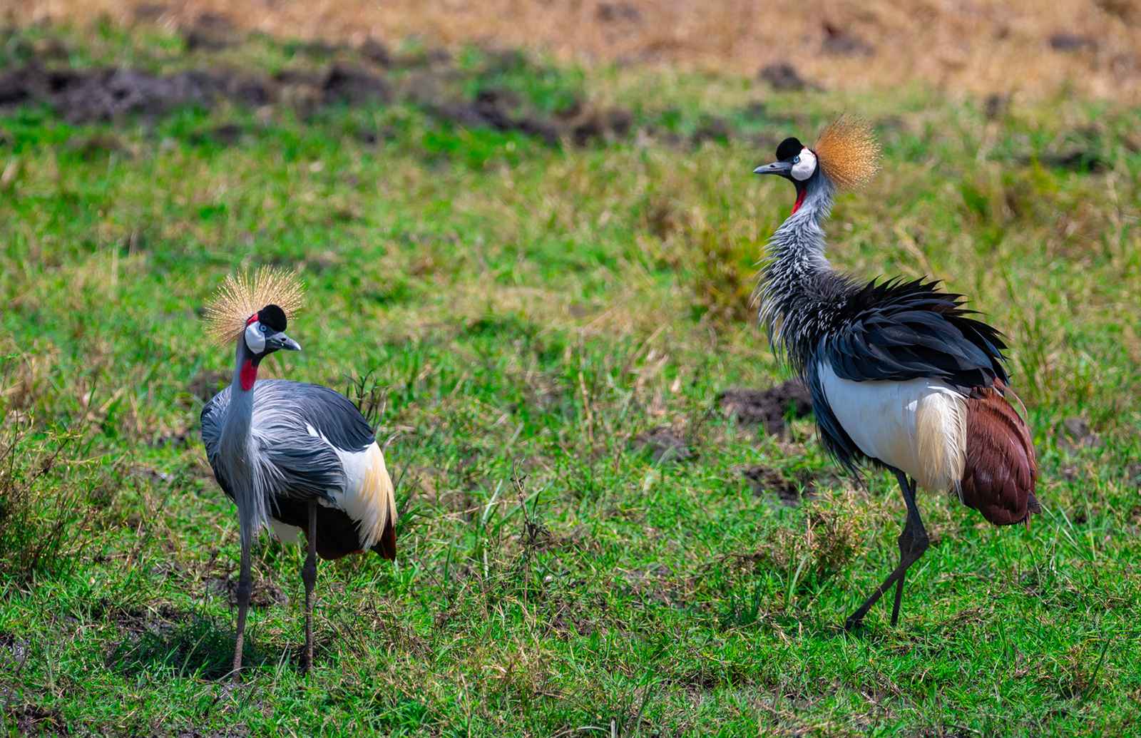 Tanzania Bird Watching Adventure Experiences