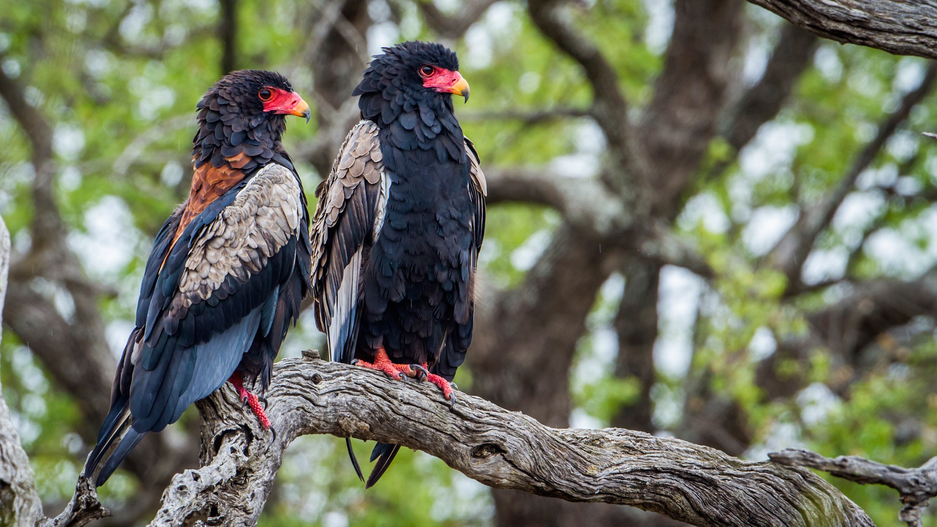 Tanzania Bird Watching Adventure Experiences
