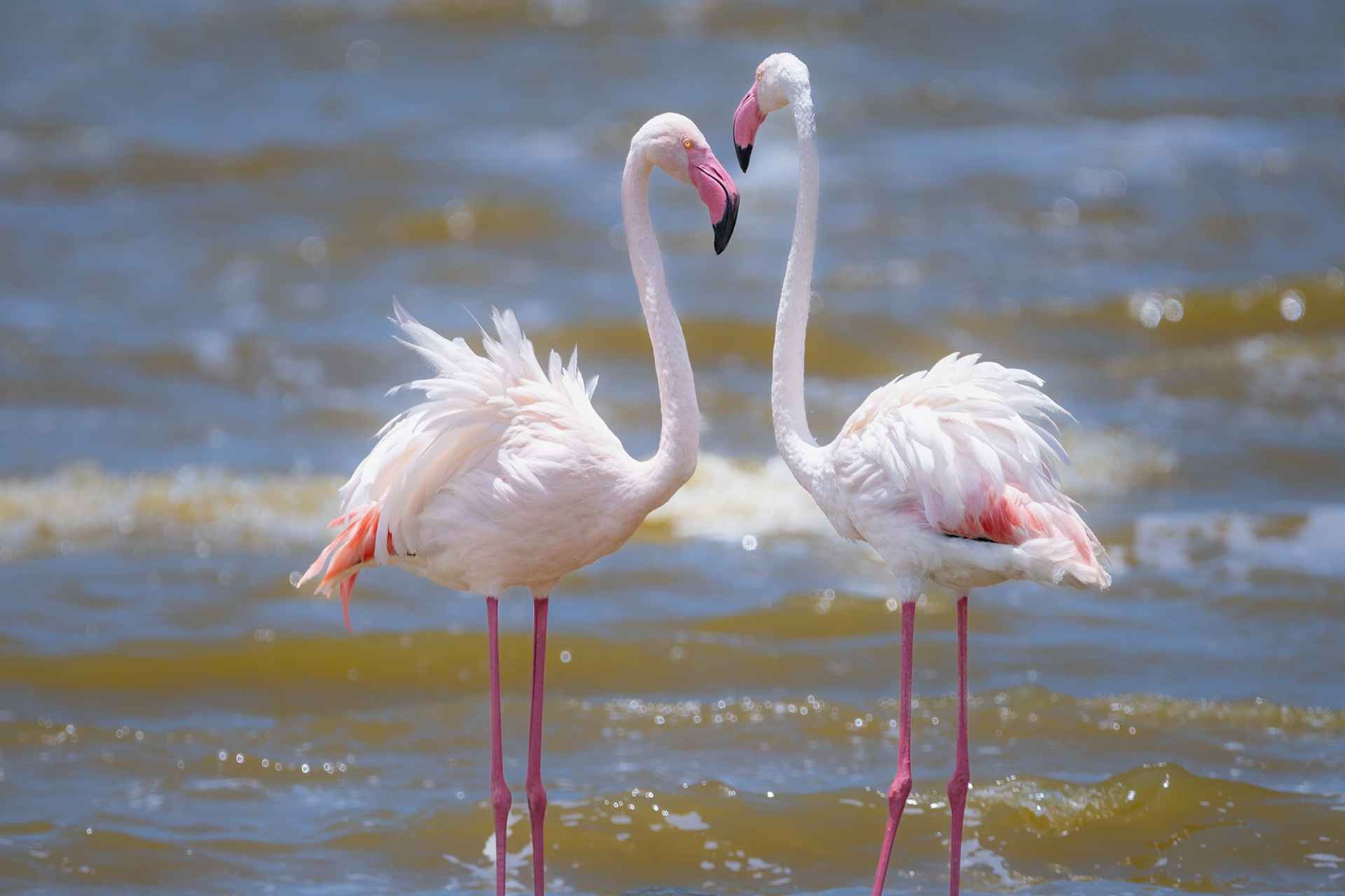 Tanzania Bird Watching Adventure Experiences