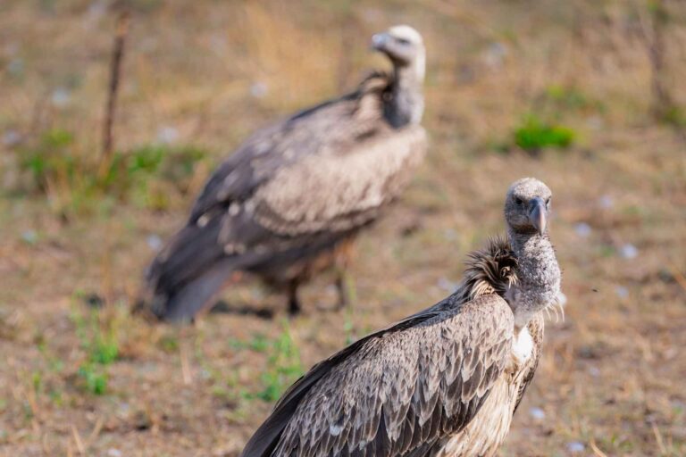 Tanzania Bird Watching Adventure Experiences