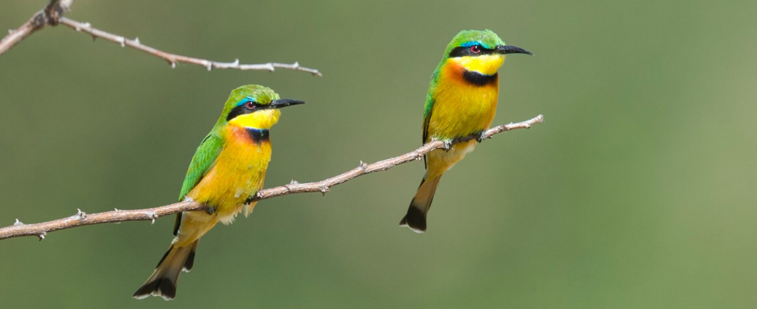 Tanzania Bird Watching Adventure Experiences