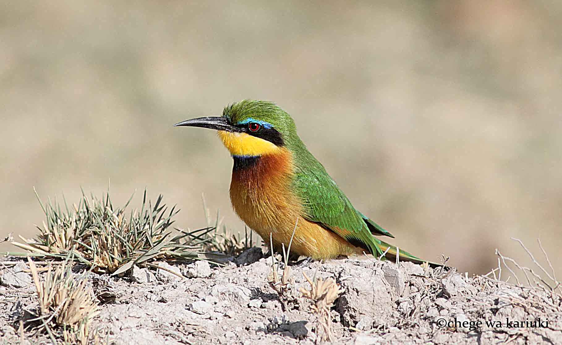 Tanzania Bird Watching Adventure Experiences